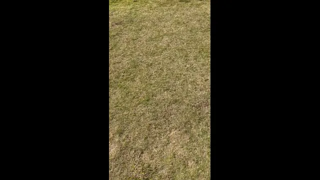 口コミ動画
