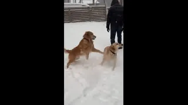口コミ動画