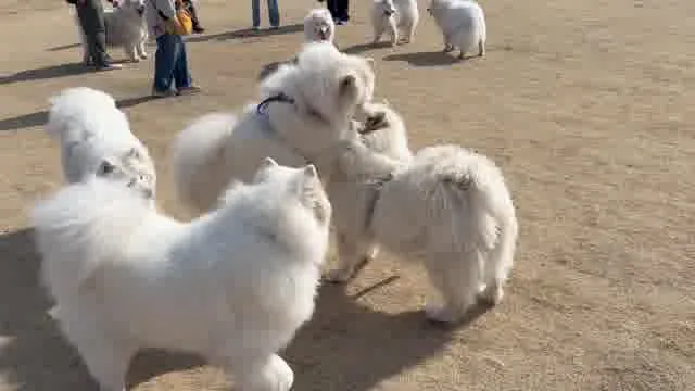 口コミ動画