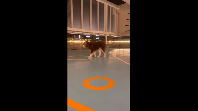 口コミ動画