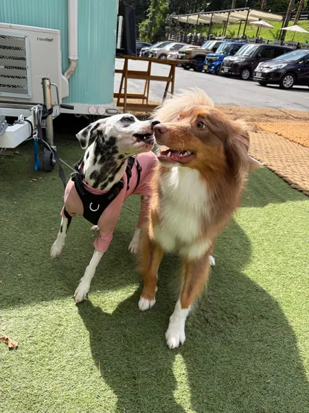 看板犬たち