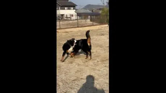 口コミ動画