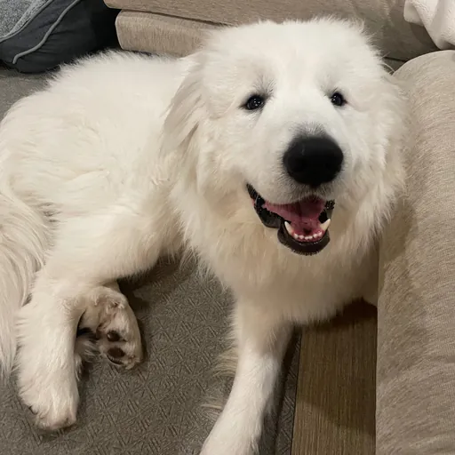 Ralph_GreatPyrenees
