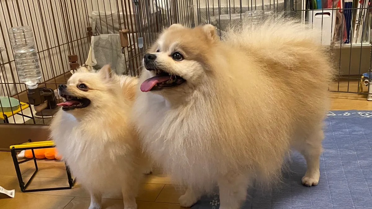 ソラ&ウミ父
