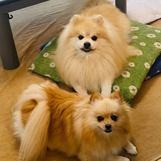ソラ&ウミ父
