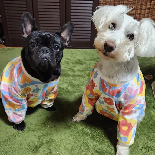 いわさき